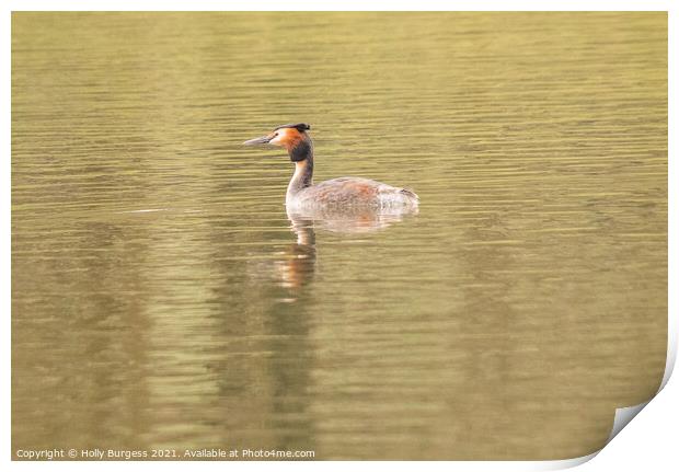 'British Grebe: An Ornithological Marvel' Print by Holly Burgess