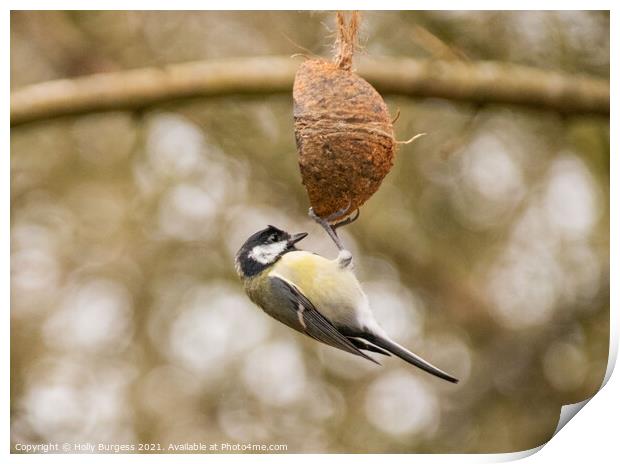 Great tit, small bird on a feeder Print by Holly Burgess