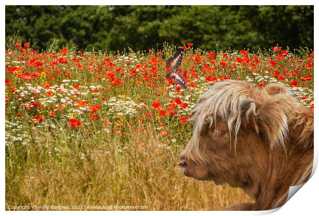 Highland Cattle in a field of Poppies  Print by Holly Burgess
