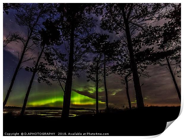 Tree Aurora Print by D.APHOTOGRAPHY 
