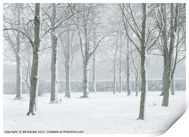 Winter Trees  Print by Bill Daniels