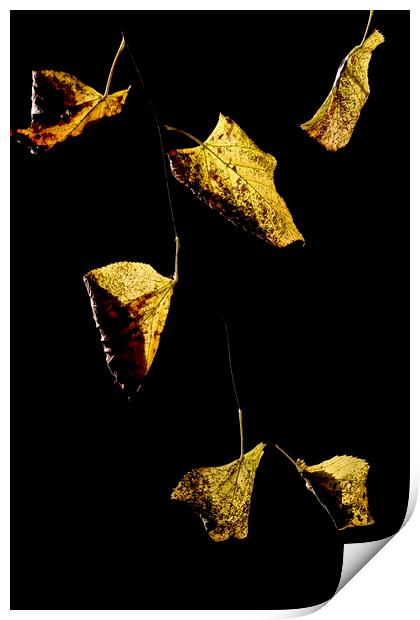 Golden leaves Print by Jonathan Tallon
