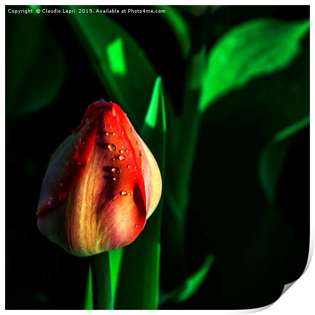 The Tulip Print by Claudio Lepri