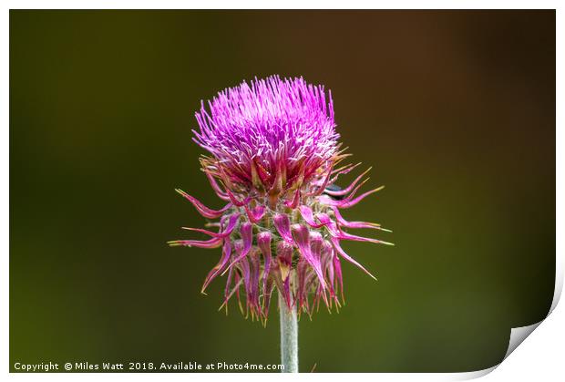 Thistle In The Sun Print by Miles Watt