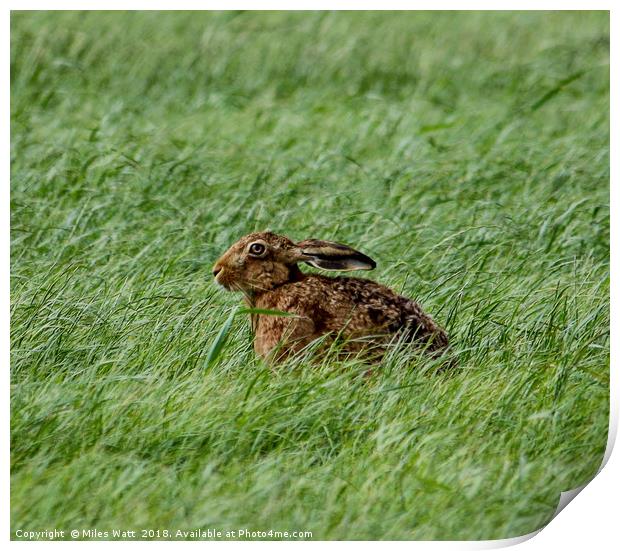 Brown Hare in the Grass Print by Miles Watt