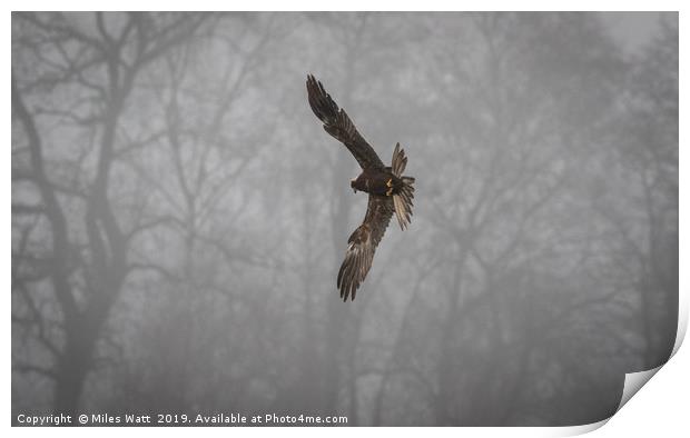 Marsh Harrier in the Mist Print by Miles Watt