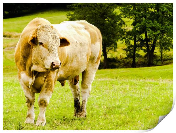 My friend the young Charolais bull Print by Stephen Robinson