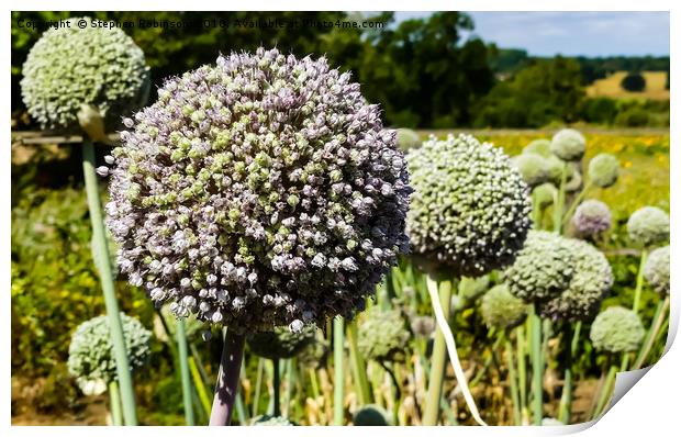 Naturally growing vegetable allium flowers, UK Print by Stephen Robinson