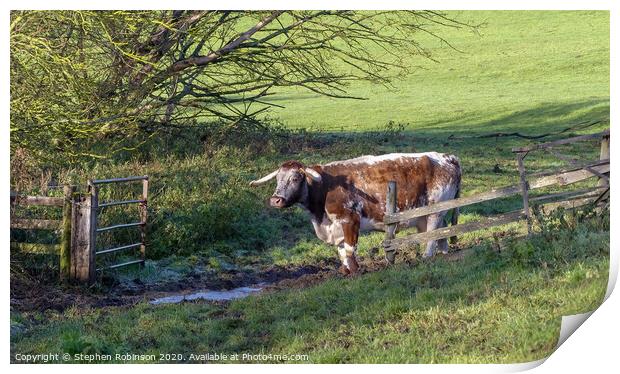 A cow standing on top of a lush green field Print by Stephen Robinson