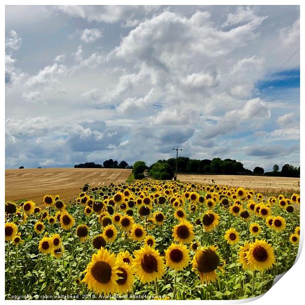 Sunflowers in Kent Print by robin whitehead