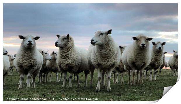 Ewe Beautiful Lambs Print by robin whitehead