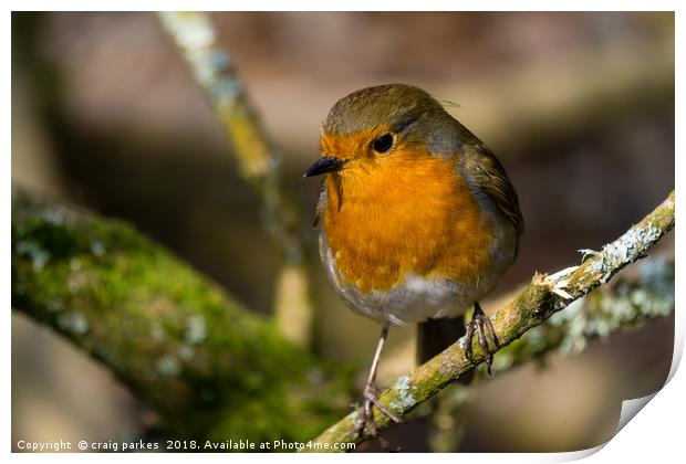 Robin perched on a branch Print by craig parkes