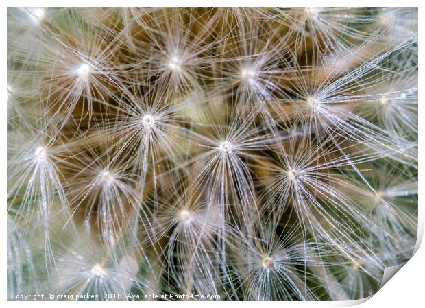 dandelion macro shot Print by craig parkes