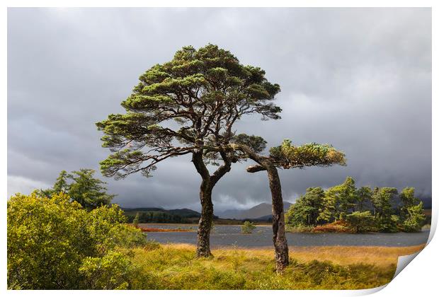 Scots Pines Loch Tulla Print by Tony Higginson
