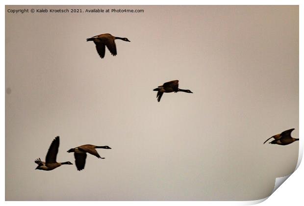 Migrating geese in winter  Print by Kaleb Kroetsch