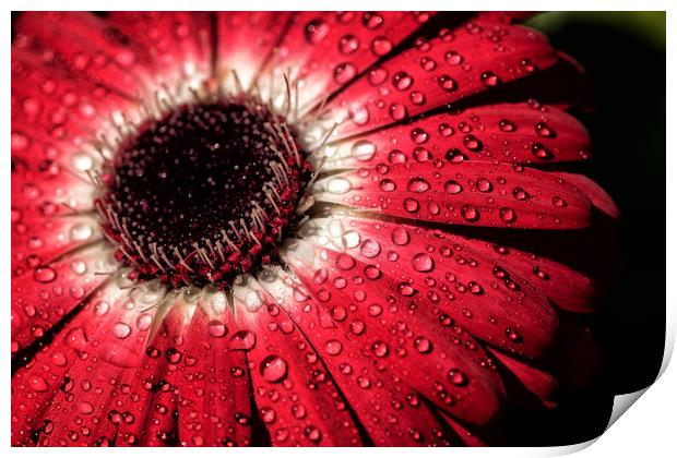 Water droplets on a flower Print by James Daniel