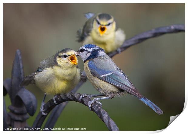 Blue Tits feeding young Print by Mike Grundy
