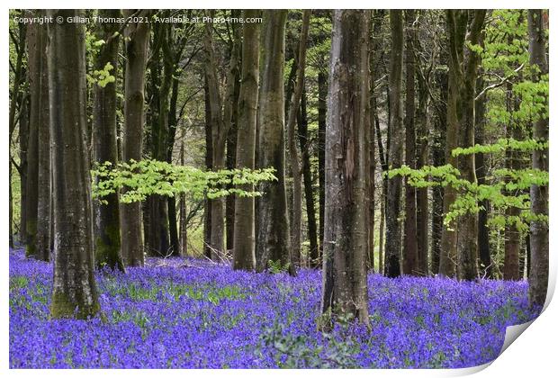 Bluebell Woods Print by Gillian Thomas