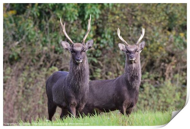 Two Sika Deer standing in a field Print by Gillian Thomas