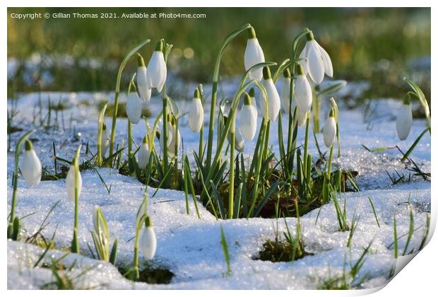 Snowdrops in the snow Print by Gillian Thomas