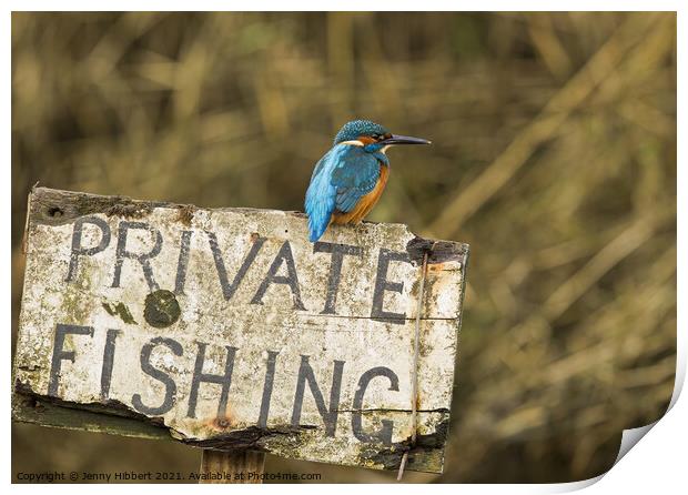 Kingfisher perched on sign  Print by Jenny Hibbert