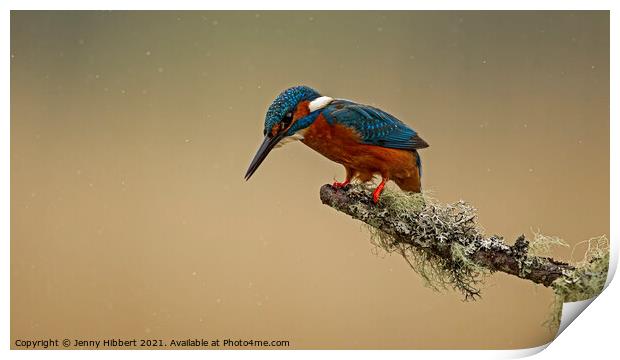 Kingfisher looking for fishes Print by Jenny Hibbert