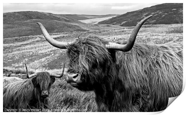 Two Highland cows together close to Nant-y-Moch reservoir  Print by Jenny Hibbert