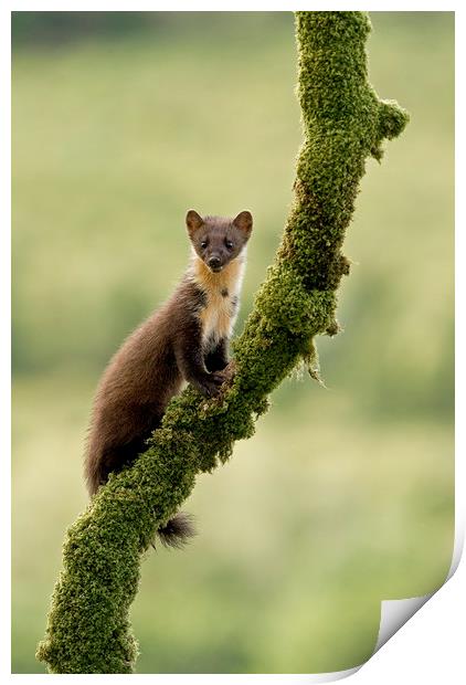 Pinemarten kitten on a mossy branch, Western Isles Print by Jenny Hibbert