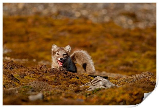 Arctic Fox cub in tundra Svalbard Arctic Print by Jenny Hibbert