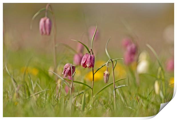 Snakes head Fritillary in meadow, Cricklade Print by Jenny Hibbert