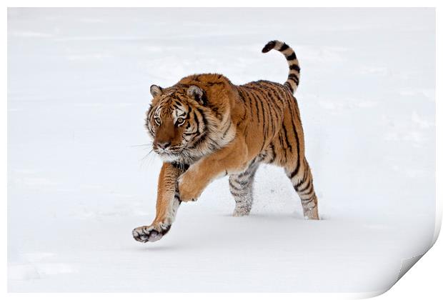 Siberian tiger running through the snow America Print by Jenny Hibbert