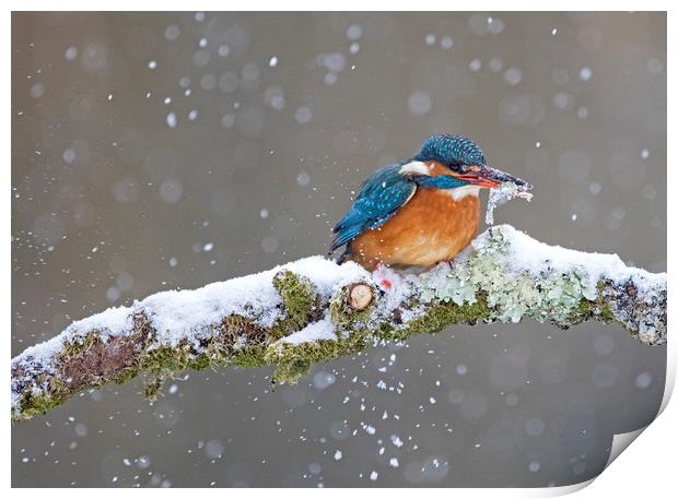 Kingfisher with catch in the snow, Cardiff Wales Print by Jenny Hibbert
