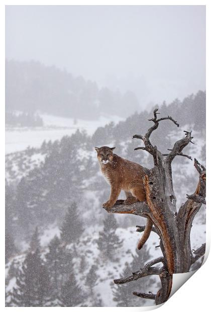Cougar high up a tree in mountains Print by Jenny Hibbert
