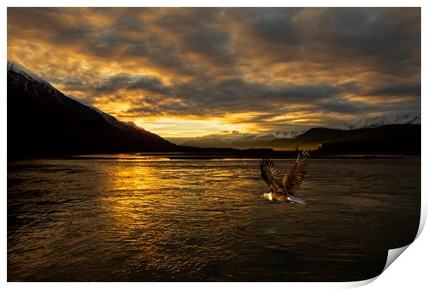 Bald eagle flies across Chilkat river Alaska Print by Jenny Hibbert
