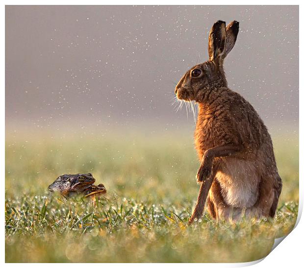 Hare taken by surprise Print by Jenny Hibbert