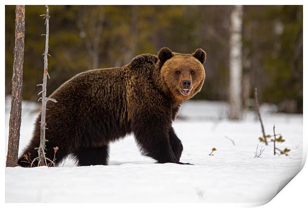 Brown bear just out of hibernation Print by Jenny Hibbert