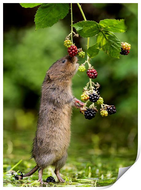 Water Vole stretching for blackberries Print by Jenny Hibbert