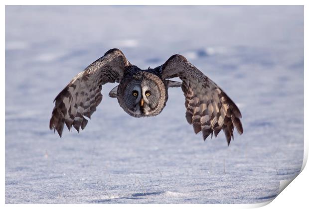 Great grey Owl hunting Print by Jenny Hibbert