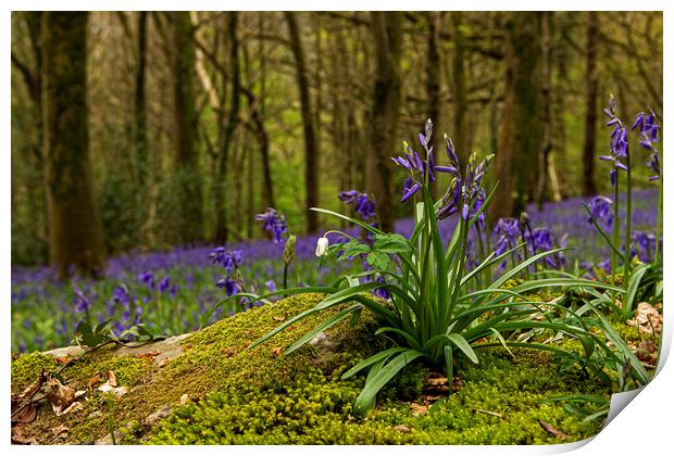 Close up of Bluebells in Wenault woods Cardiff Print by Jenny Hibbert