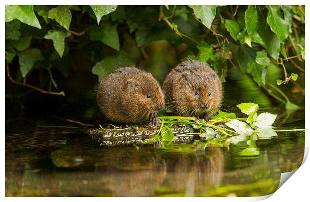 Baby Water Vole together Print by Jenny Hibbert