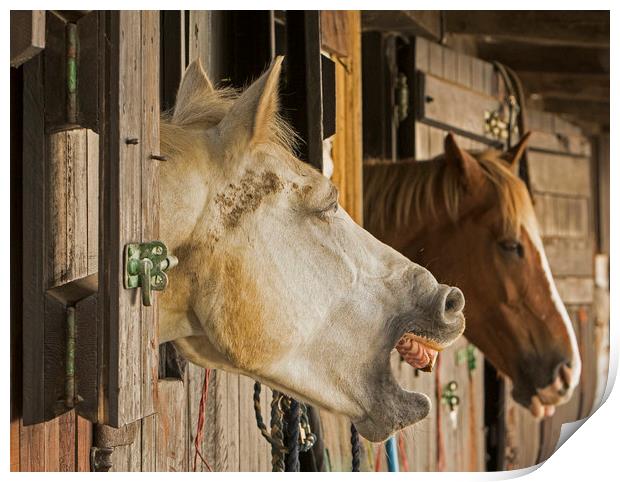 Horses in stable telling a joke Print by Jenny Hibbert