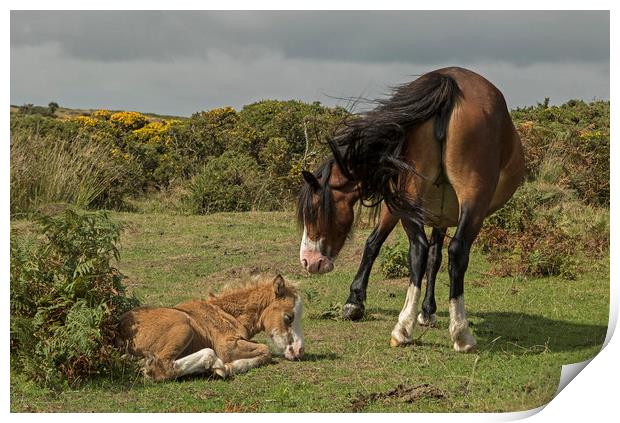 Mare with foal on the Gower Print by Jenny Hibbert