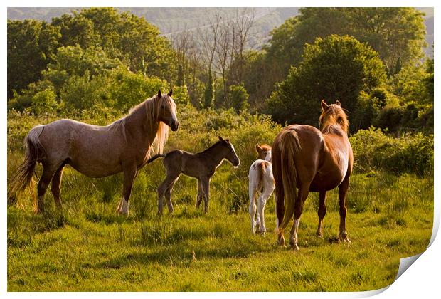 Horses & foals meet Print by Jenny Hibbert