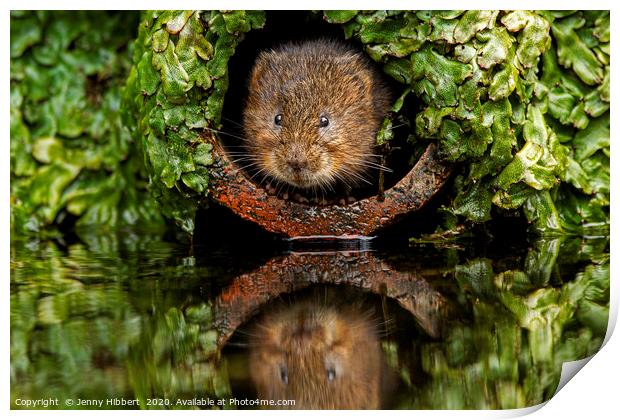 Water Vole peeping out of a pipe Print by Jenny Hibbert