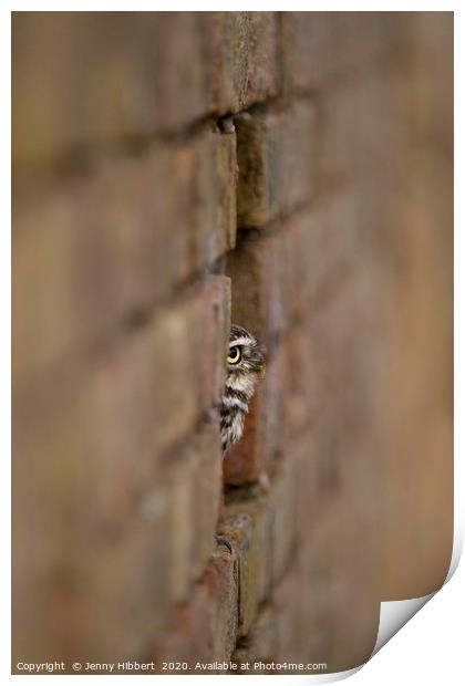 Little Owl sitting in a hole in the wall Print by Jenny Hibbert