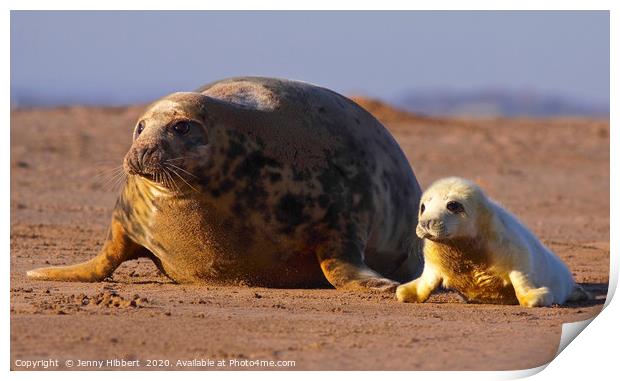 Grey seal with pup Print by Jenny Hibbert
