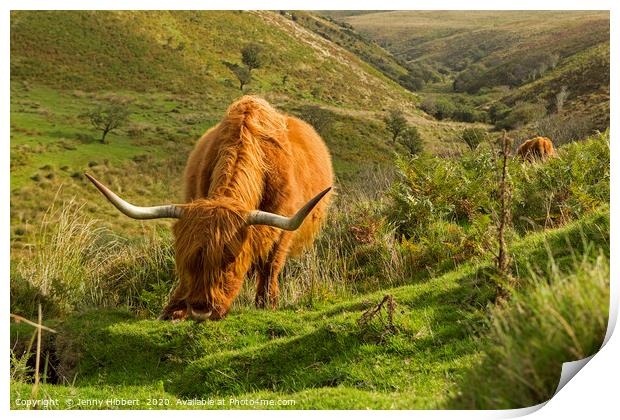 Highland cattle near Porlock Exmoor Print by Jenny Hibbert