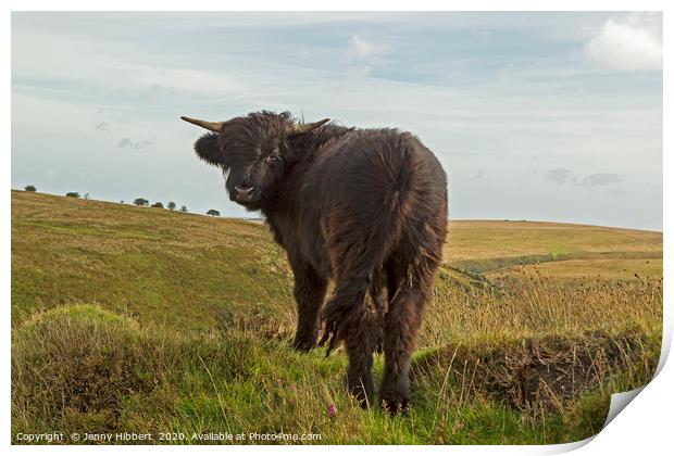 Young Exmoor Highland cow giving me a backward gla Print by Jenny Hibbert