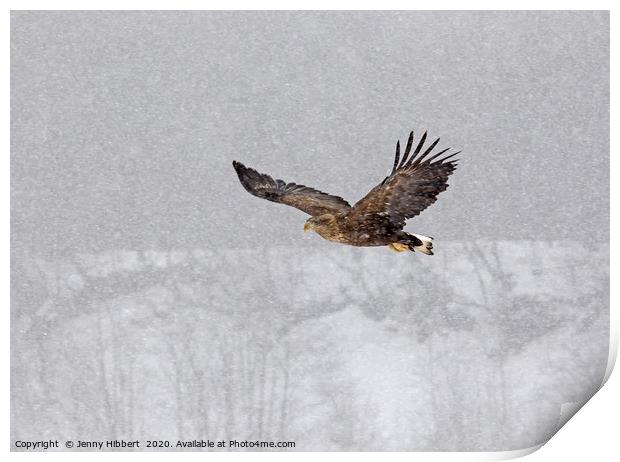 White tailed eagle flying through snow Print by Jenny Hibbert