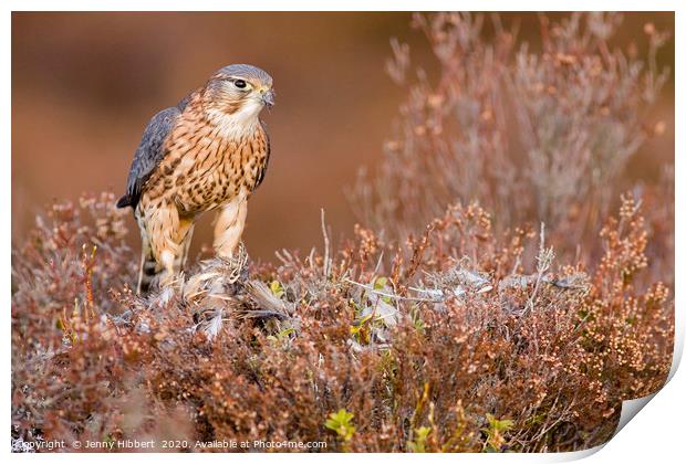 Merlin in the heather Print by Jenny Hibbert
